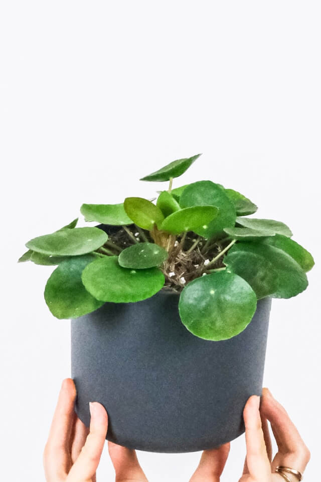 Peperomia Lemon Lime